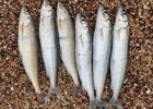 Омуль. Фото пресс-службы правительства Иркутской области