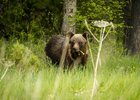 Медведь. Фото Алексея Сватова, «Заповедное Подлеморье»