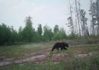 Медведь. Фото из архива Дирекции по ООПТ в Иркутской области