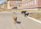 Собаки. Фото Маргариты Романовой, IRK.ru