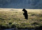 Медведь. Фото со страницы «Заповедного Прибайкалья» «ВКонтакте»