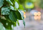 Дождь. Фото Маргариты Романовой, IRK.ru