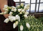 Тюльпаны. Фото из архива IRK.ru