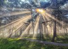 Роща. Фото пресс-службы мэрии Иркутска