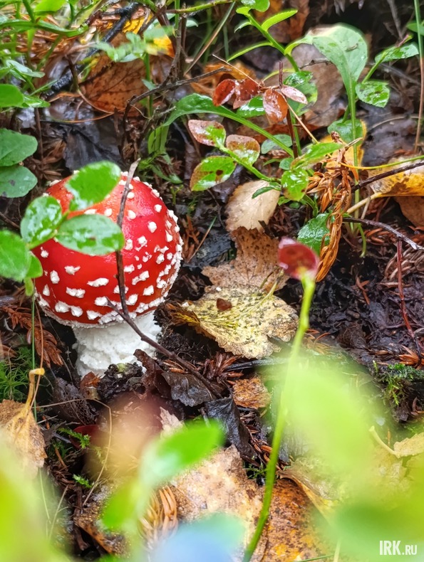 Мухомор