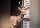 Изюбрь Гриша. Фото Иркутского зоопарка