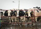 Коровы. Фото пресс-службы правительства Иркутской области