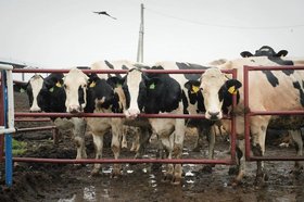 Коровы. Фото пресс-службы правительства Иркутской области