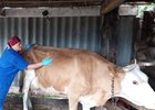 Ветеринар с коровой. Фото ассоциации ветеринарии Иркутской области