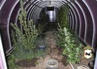 Теплица с коноплей. Фото ГУ МВД России по Иркутской области