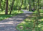 Роща. Фото Маргариты Романовой, IRK.ru