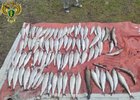 Рыба. Фото пресс-службы Восточно-Сибирской транспортной прокуратуры