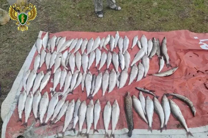 Рыба. Фото пресс-службы Восточно-Сибирской транспортной прокуратуры