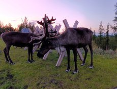 Северные олени
