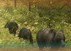 Медведи. Фото из архива «Заповедного Прибайкалья»