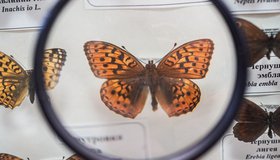 Экскурсия по выставке «Почему я не жук?»