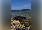 Нерпа Сергеевна. Скриншот видео из соцсетей центра «Нерпалэнд»