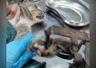 Кот с капканом на лапе. Фото ассоциации ветеринарии Иркутской области