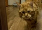 Кот. МКУ Служба аварийно-спасательных работ