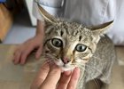 Котенок. Фото ассоциации ветеринарии Иркутской области