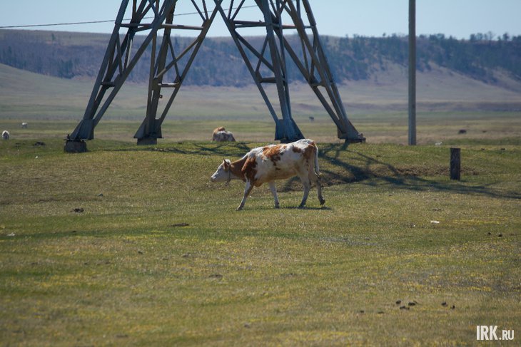 Корова. Фото Маргариты Романовой, IRK.ru