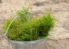 Саженцы сосны. Фото из архива IRK.ru