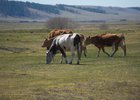 Коровы. Фото Маргариты Романовой, IRK.ru