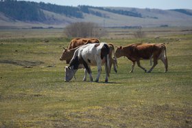 Коровы. Фото Маргариты Романовой, IRK.ru