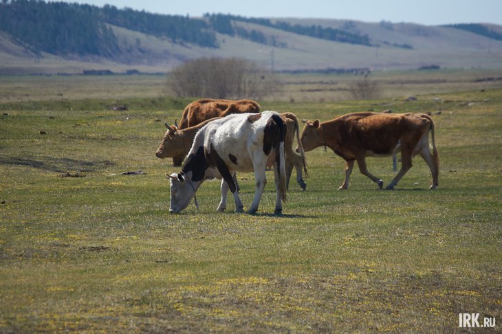 Коровы. Фото Маргариты Романовой, IRK.ru