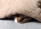 Кот под одеялом. Фото Ольги Фонарёвой, IRK.ru