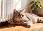 Кот. Изображение сгенерировано с помощью «ГигаЧат»