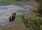 Медведь. Фото Федора Мартусова, «Заповедное Подлеморье»