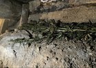 Конопля. Фото пресс-службы Восточно-Сибирского ЛУ МВД России на транспорте