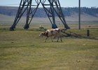 Корова. Фото Маргариты Романовой, IRK.ru