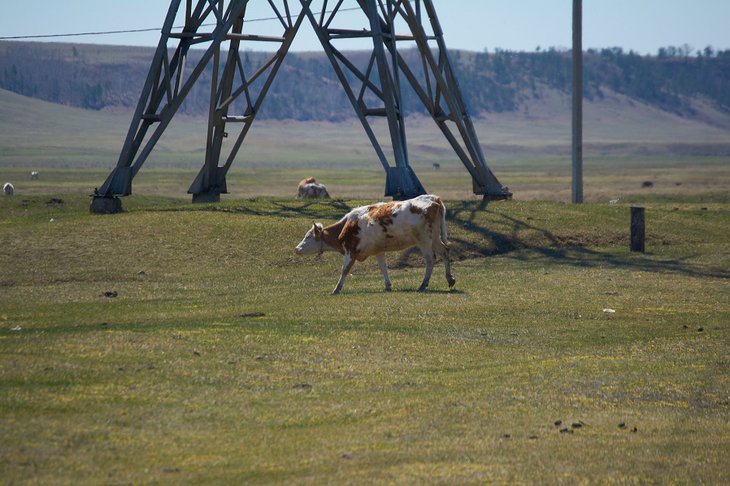 Корова. Фото Маргариты Романовой, IRK.ru