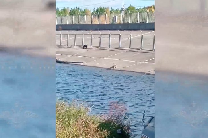 Медведь. Скриншот видео Ирины Волк