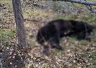 Медведь. Фото пресс-службы СУ СКР по Иркутской области