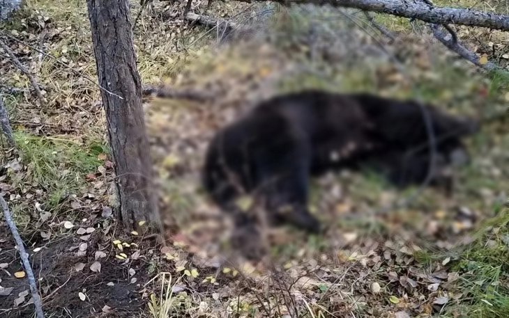 Медведь. Фото пресс-службы СУ СКР по Иркутской области