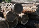 Рубка. Фото пресс-службы правительства Иркутской области