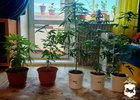 Конопля. Фото пресс-службы ГУ МВД России по Иркутской области