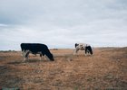 Коровы. Фото Никиты Пяткова из архива IRK.ru