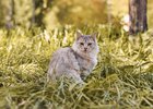 Кот. Фото Маргариты Романовой, IRK.ru