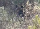 Медведь. Скриншот видео со страницы мэра Братска Александра Дубровина в соцсети «ВКонтакте»