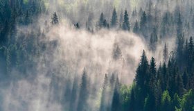 Лес. Хранитель жизни