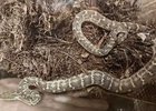 Щитомордник. Фото Иркутского зоопарка