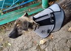Щенок. Фото ассоциации ветеринарии Иркутской области