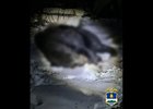 Медведь. Фото пресс-службы ГУ МВД по Республике Бурятия