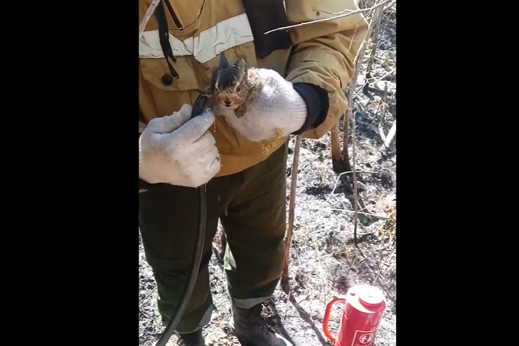 Скриншот видео федеральной Авиалесоохраны