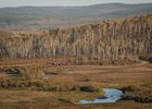 Лес. Фото пресс-службы правительства Иркутской области