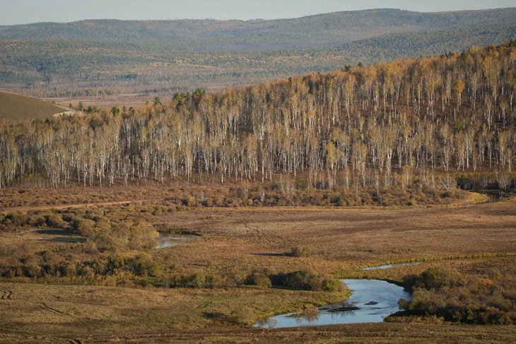 Лес. Фото пресс-службы правительства Иркутской области
